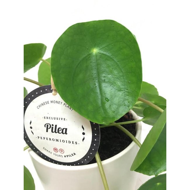 Pilea ''pannenkoekplant'' in Elho pot