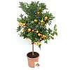 Appelsienboom XL