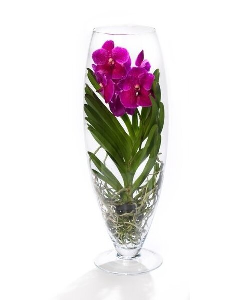 Vanda dark rose in champagne vaas