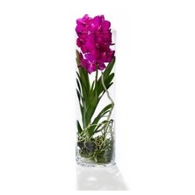 Vanda in cilinder vaas roze s