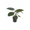 Hydroplant Alocasia wentii