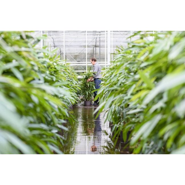 Hydroplant Alocasia wentii