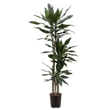 Hydroplant Dracaena fragrans