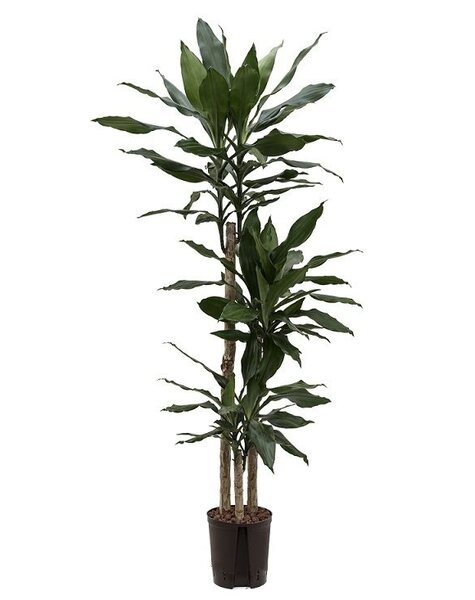 Hydroplant Dracaena fragrans