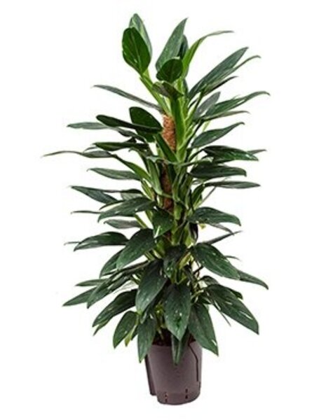 Hydroplant Philodendron cobra