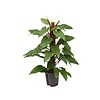 Hydroplant Philodendron red emerald