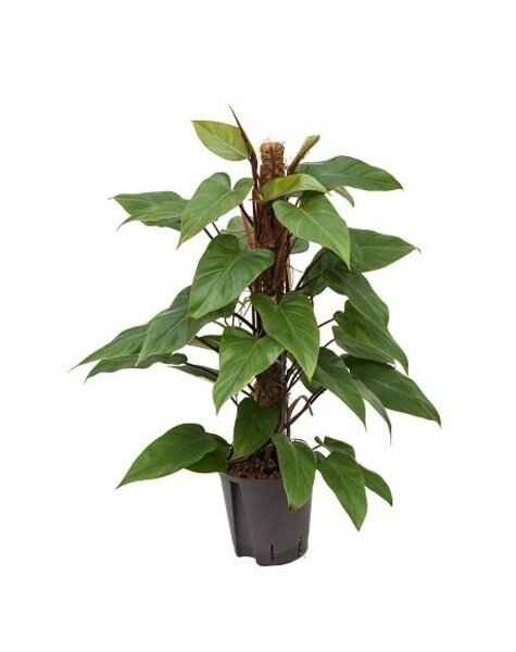 Hydroplant Philodendron red emerald