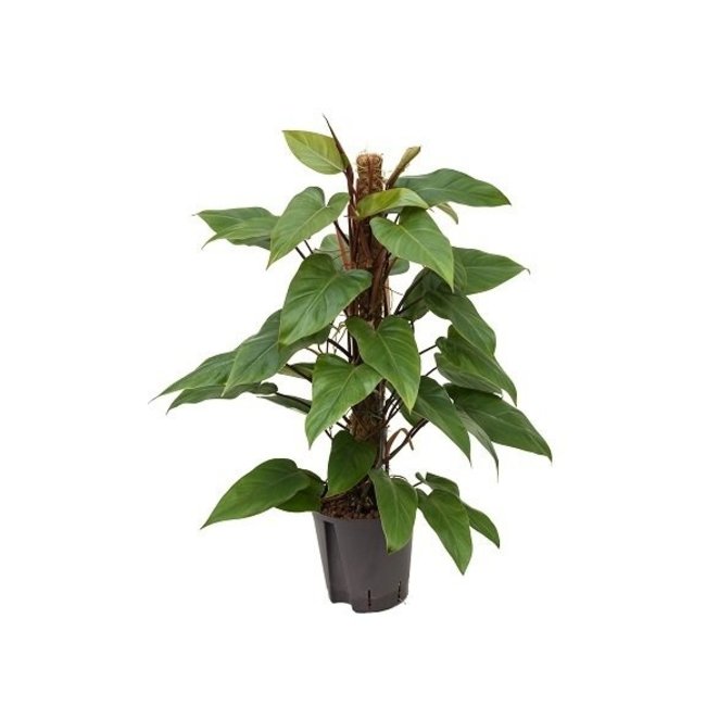 Hydroplant Philodendron red emerald