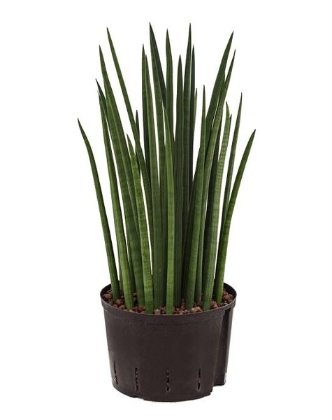 Hydroplant Sansevieria spikes