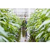 Hydroplant Sansevieria spikes