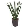 Hydroplant Sansevieria tornado