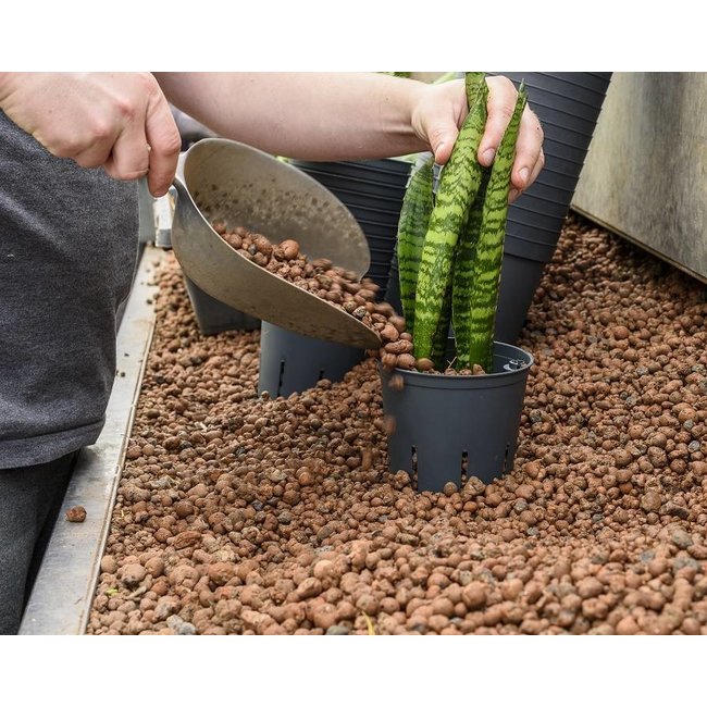 Hydroplant Sansevieria tornado