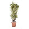 Dracaena 'Song of India' XL