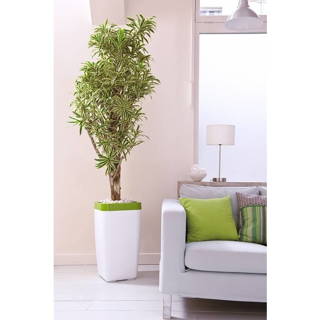 Dracaena 'Song of India' XL