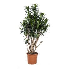 Dracaena Reflexa Vertakt