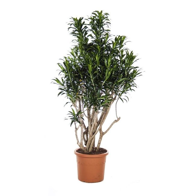 Dracaena Reflexa Vertakt