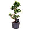 Ficus microcarpa compacta