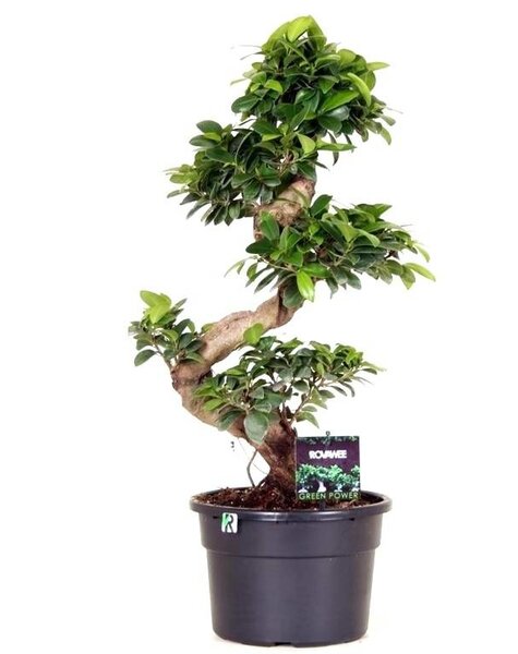 Ficus microcarpa compacta