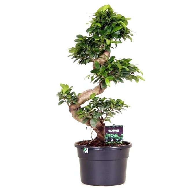 Ficus microcarpa compacta