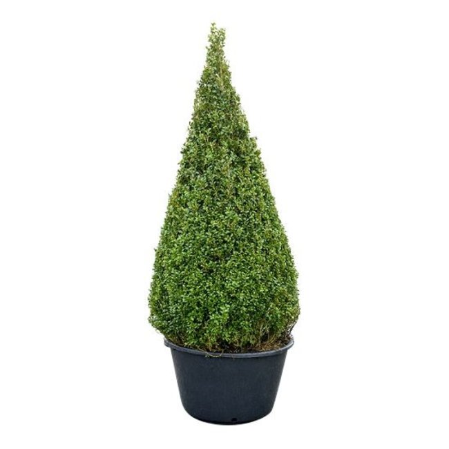 Buxus sempervirens Piramide