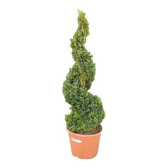 Buxus sempervirens Spiraal