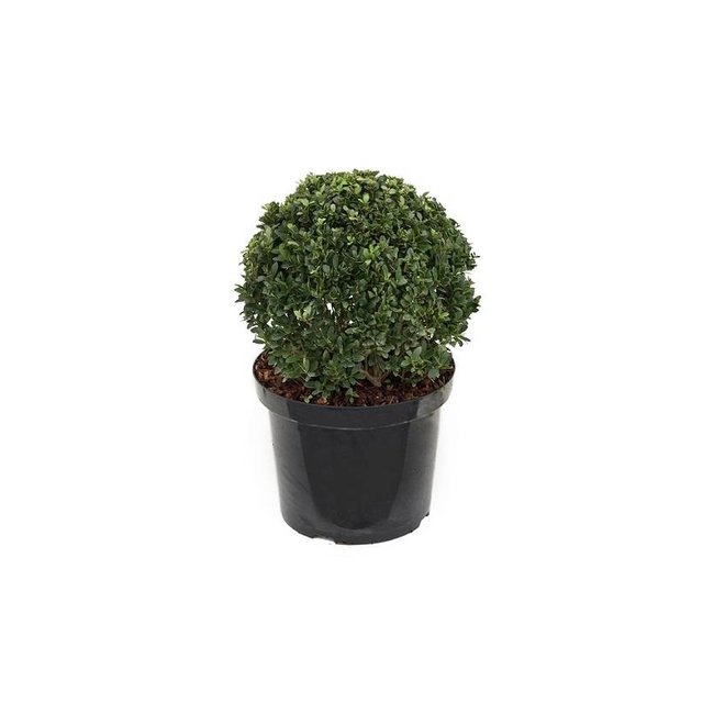 Ilex crenata convexa Bol S