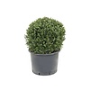 Ilex crenata convexa Bol M