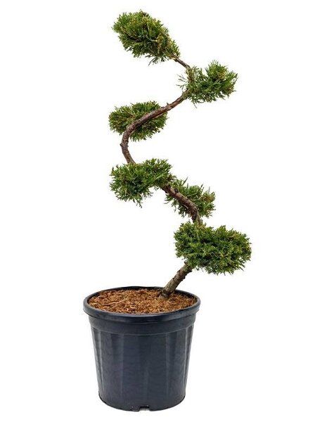 Juniperus Bonsai