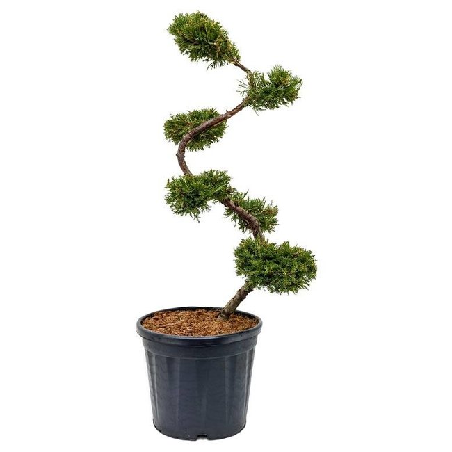 Juniperus Bonsai