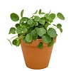 Pilea in Terra Cotta pot