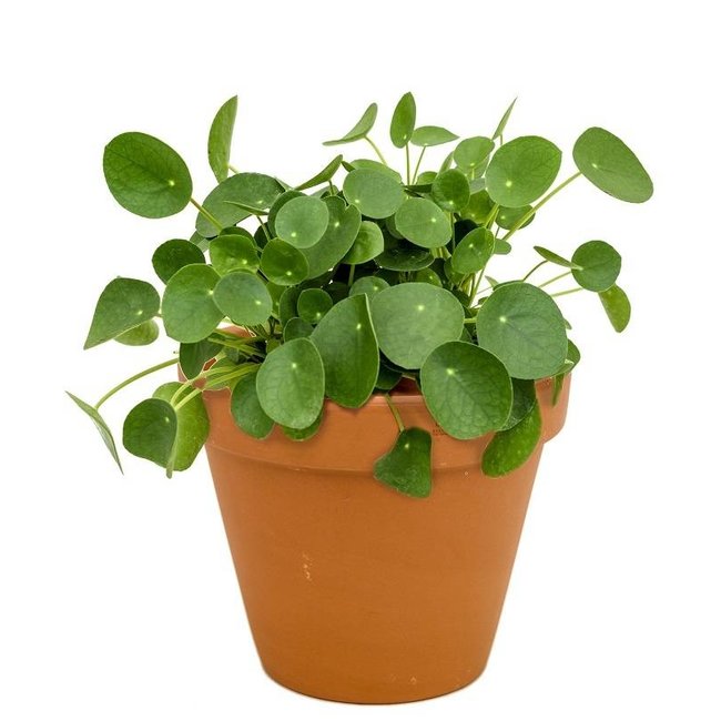 Pilea in Terra Cotta pot