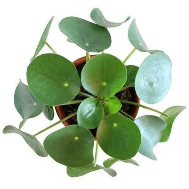 Pilea in Terra Cotta pot