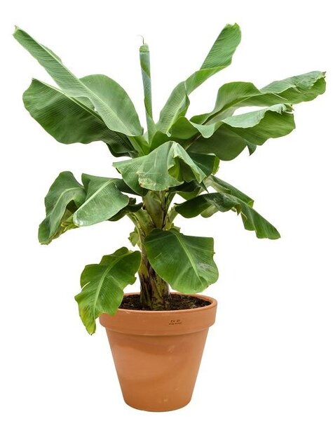 Bananenplant in Terra Cotta XL