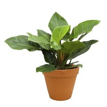 Philodendron in Terra Cotta