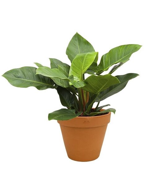 Philodendron in Terra Cotta pot