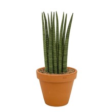 Sansevieria Wave in Terra Cotta pot