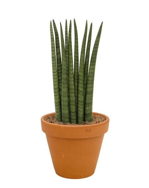 Sansevieria Wave in Terra Cotta pot