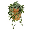 Scindapsus hang in Terra Cotta pot