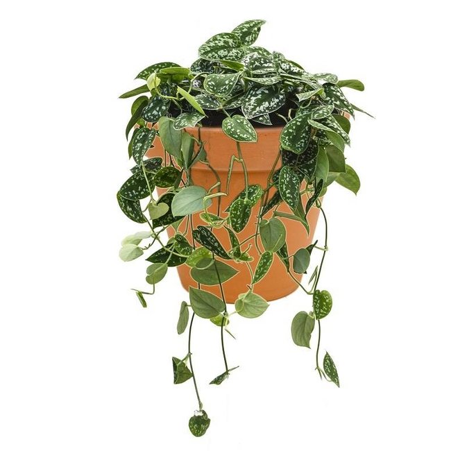 Scindapsus hang in Terra Cotta pot