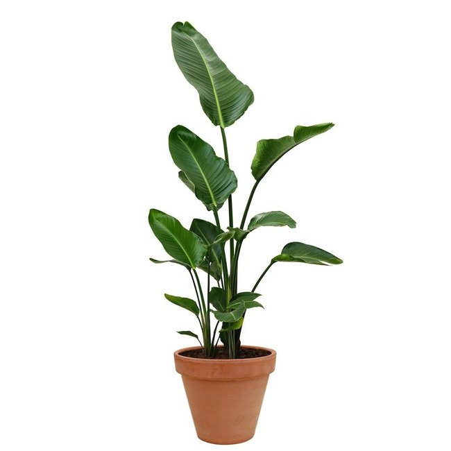 Strelitzia Nicolai in Terra Cotta pot