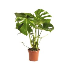 Monstera Gatenplant Bush S