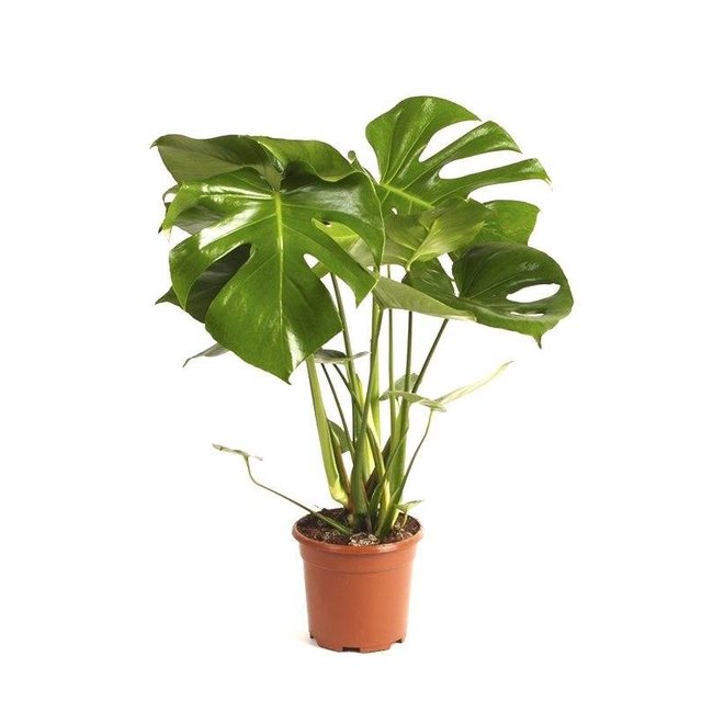 Monstera Gatenplant Bush S