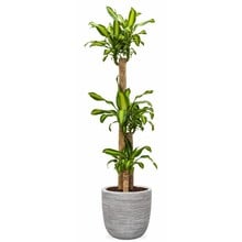 Capi Dracaena in Capi pot