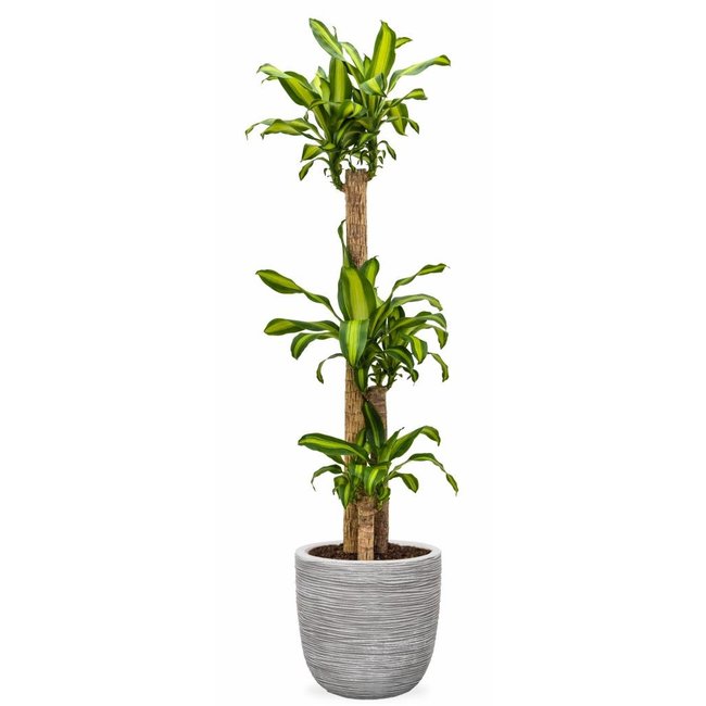 Dracaena in Capi pot