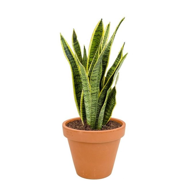 Sansevieria Laurentii in Terra Cotta pot