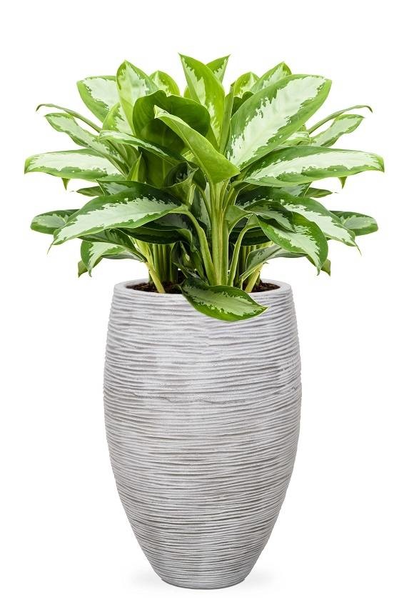 Aglaonema Capi vaas | Gratis bezorgen - Fleurdirect