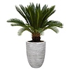 Cycas Revoluta In Capi pot