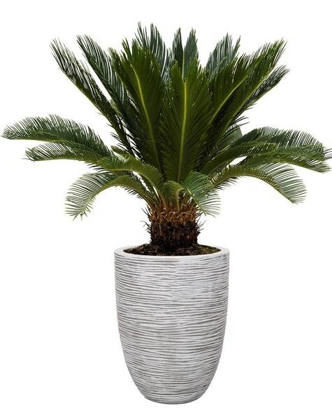 Capi Cycas Revoluta In Capi pot