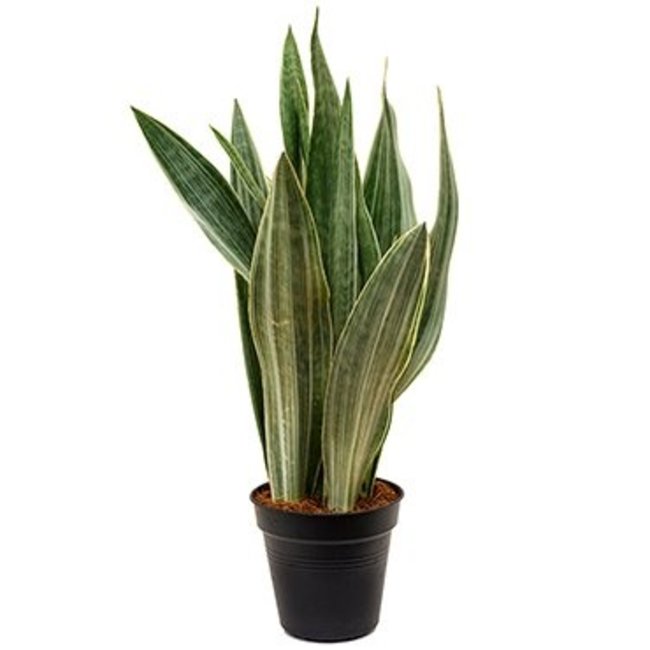 Sansevieria Metallica medium