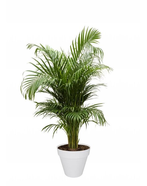 Elho Goudpalm Areca In Elho Urban